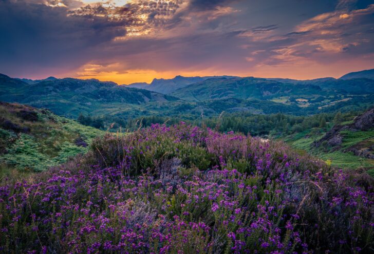 Heather plants at Coniston, Cumbria