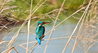A kingfisher resting on a grass stem