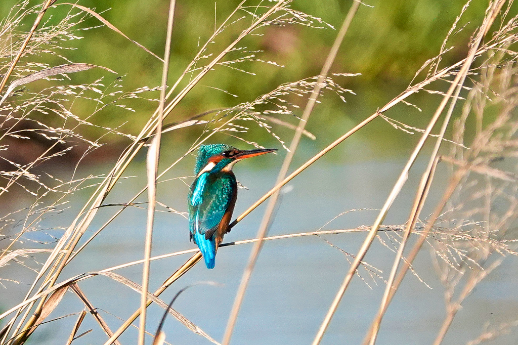 A kingfisher resting on a grass stem