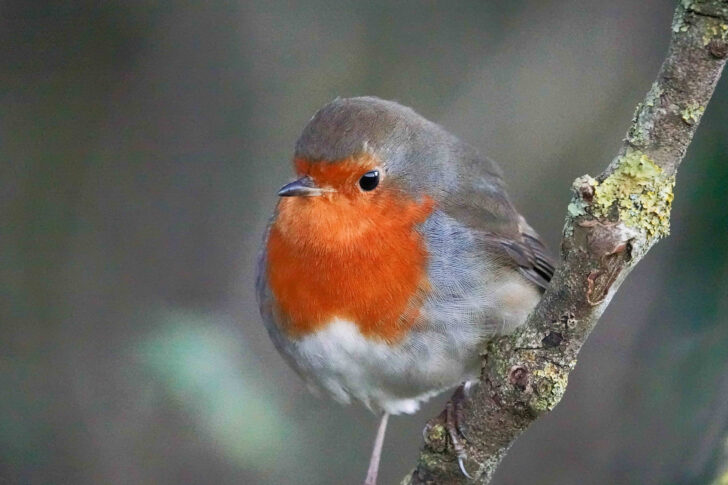 A robin on a branch