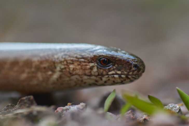A slow worm close up