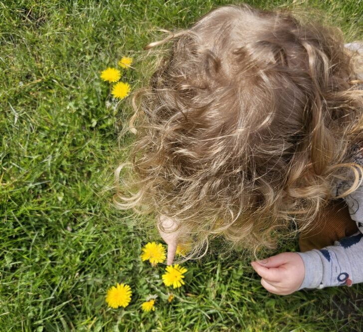 Young boy touching dandelions
