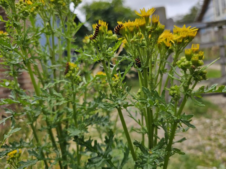 Cinnabar moths on a ragwort plant