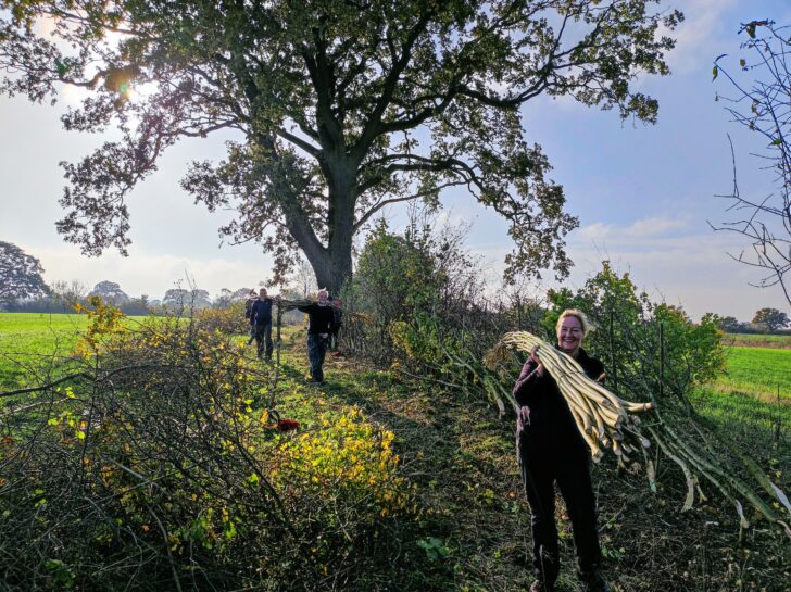 Carrying long straight hedgerow branches for laying