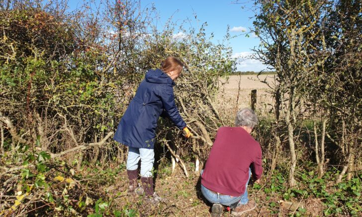 Two volunteers hedgelaying