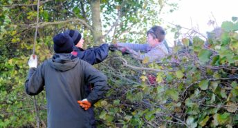 Close-up of older men learning about hedgelaying from instructor