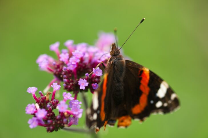 A red admiral butterfly feeding on a verbena