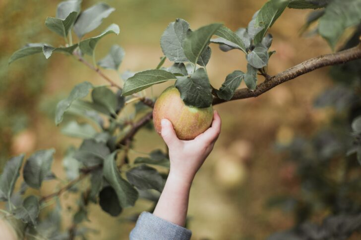 A hand grasping an apple