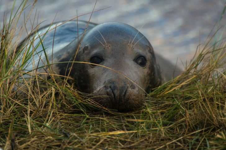 A grey seal lying among coastal grass