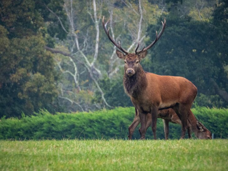 A red deer standing proudly in grassland