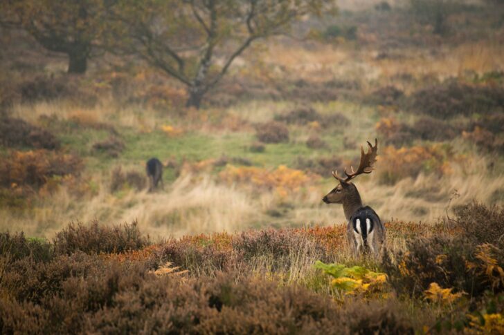 Deer in Cannock Chase Forest
