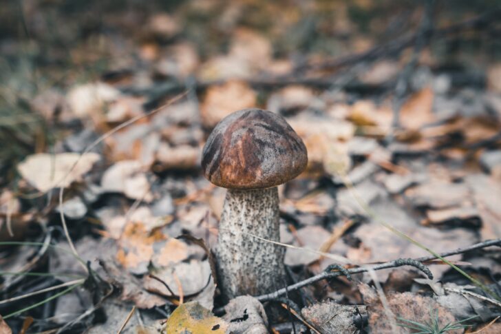 A bolete fungi among leaf litter