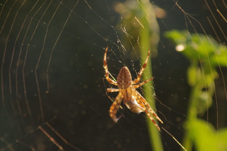 A cross orb weaver spider in its web