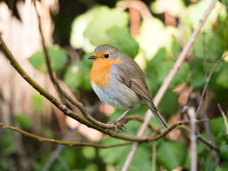 Robin in a tree