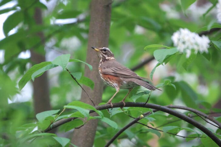 Redwing in a tree