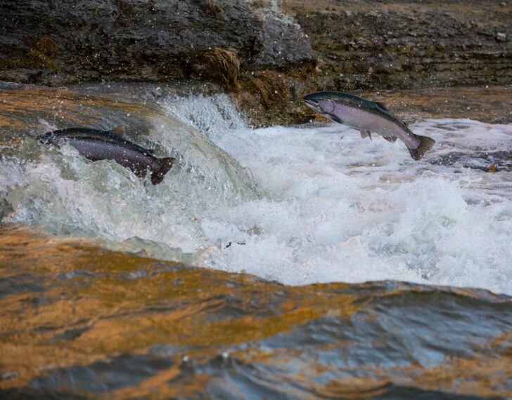 Salmon leaping in a stream