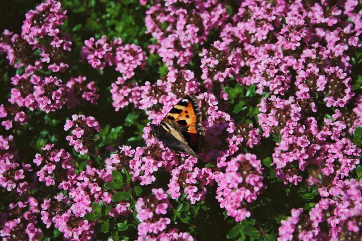 Flowering thyme with butterfly pollinating 