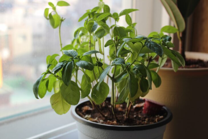Basil growing in a pot on a windowsill