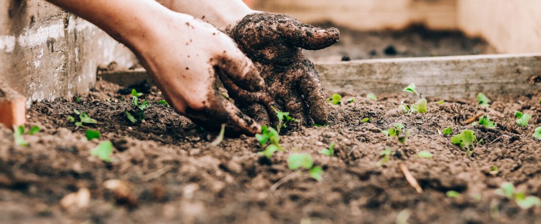 Soil-covered hands in a raised bed with seedlings