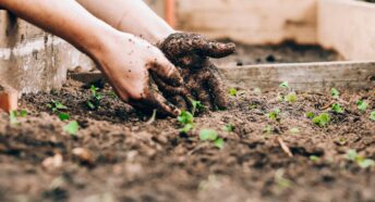 Soil-covered hands in a raised bed with seedlings