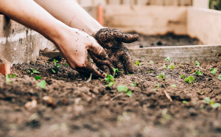 Soil-covered hands in a raised bed with seedlings