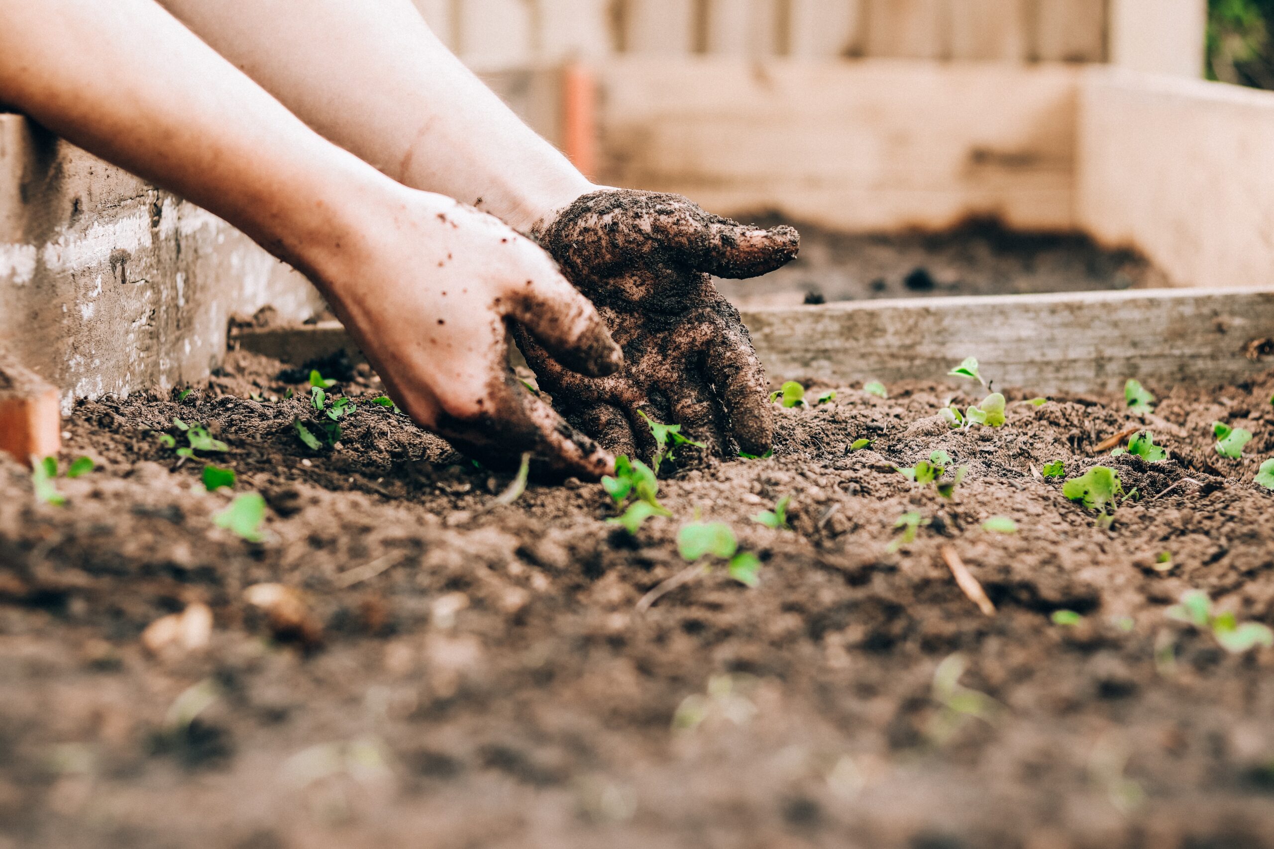 Soil-covered hands in a raised bed with seedlings