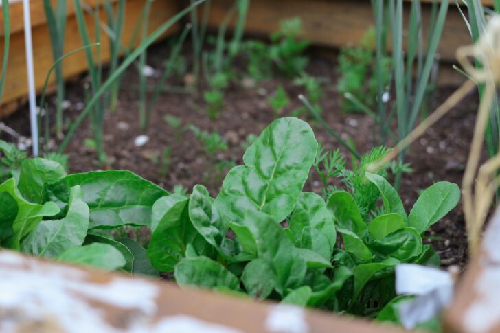 Spinach in a raised bed