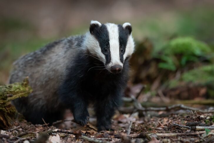 A badger in autumn