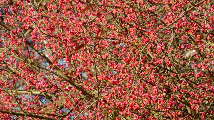 Masses of spindle berries on a tree