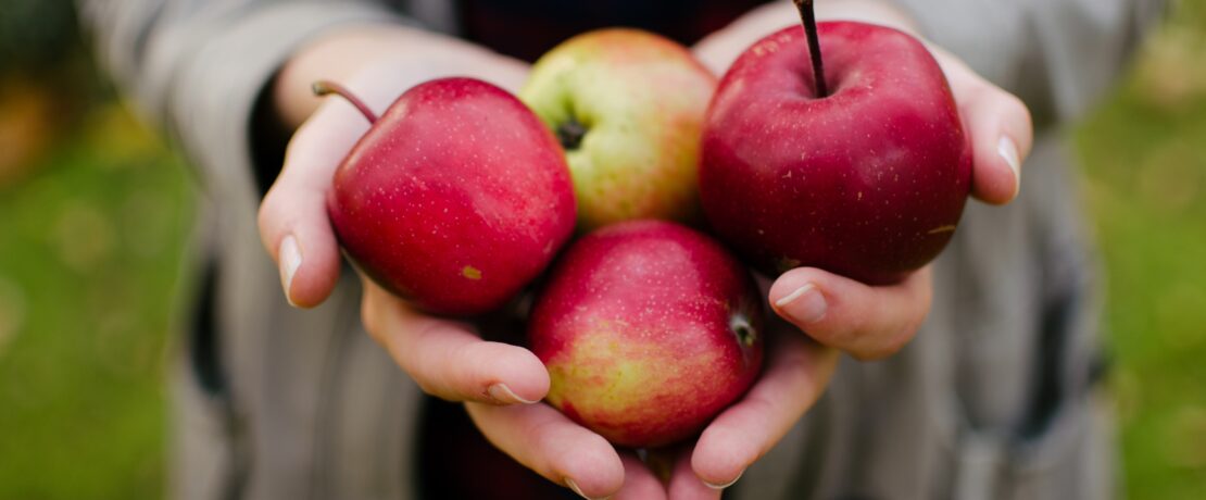 Someone holding red apples in their hands