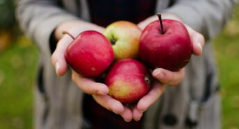 Someone holding red apples in their hands