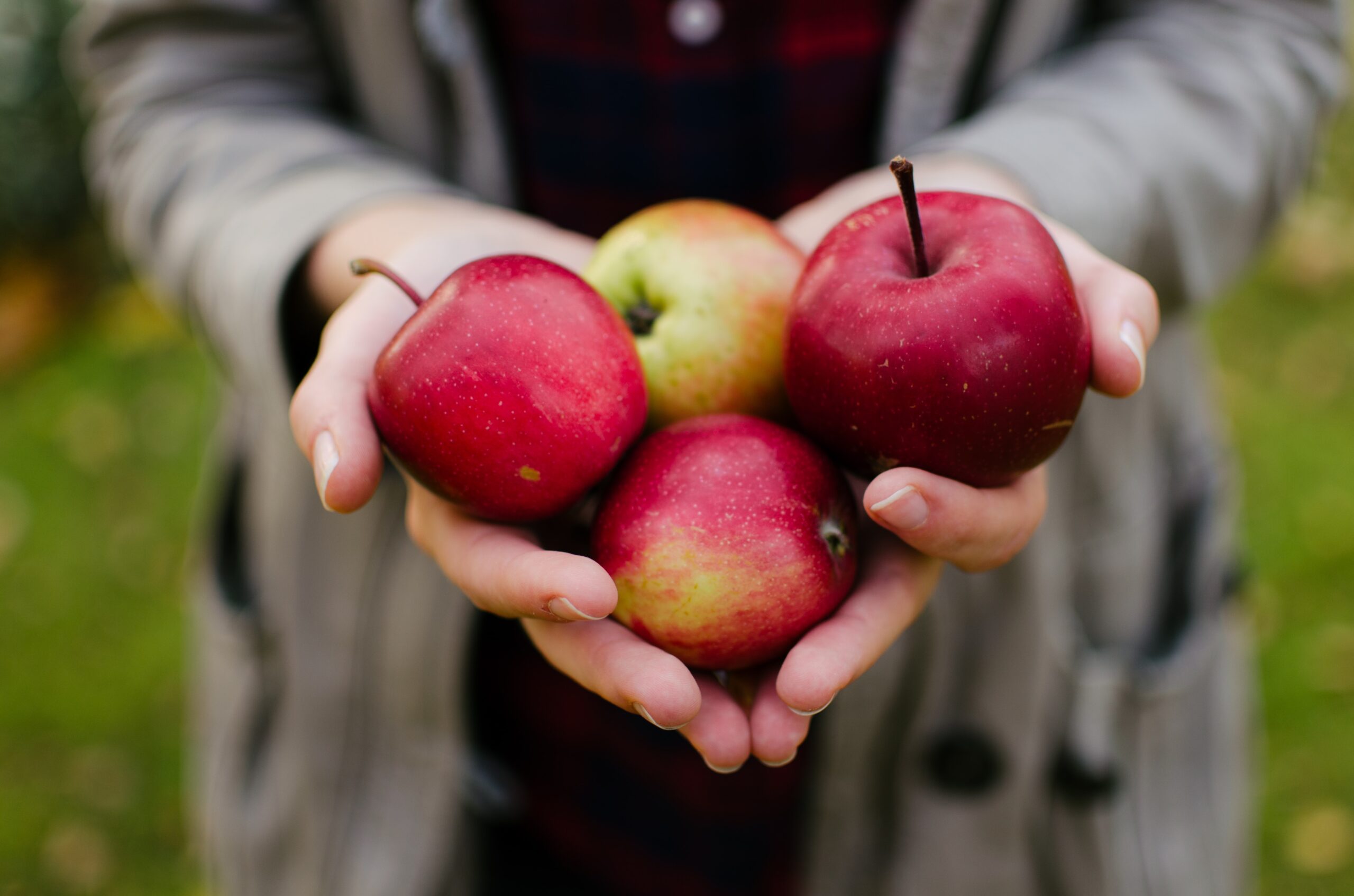 Someone holding red apples in their hands