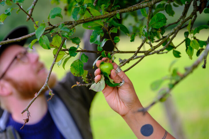 Examining apples on a tree
