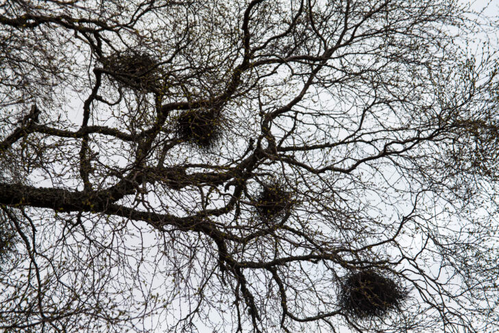 Witch's broom on Downy birch