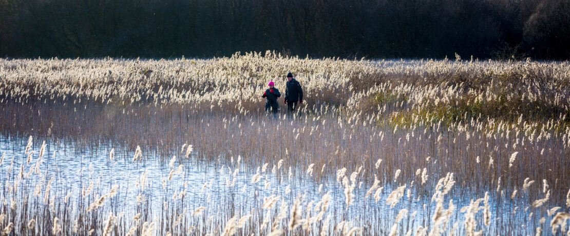 Reedbeds in winter at Redgrave and Lopham Fen, Suffolk