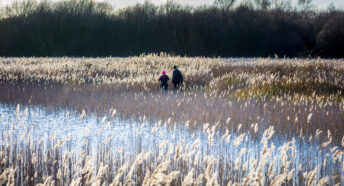 Reedbeds in winter at Redgrave and Lopham Fen, Suffolk
