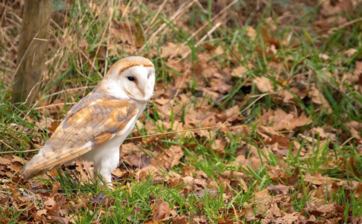 Barn owl on the ground in daylight