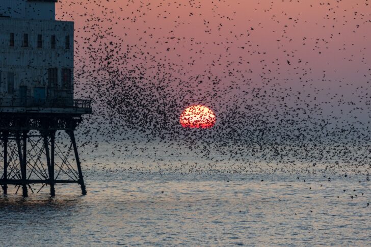 A starling murmuration in Lancashire