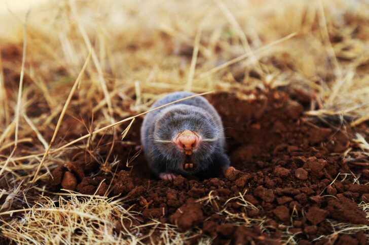 Mole above ground with mouth open