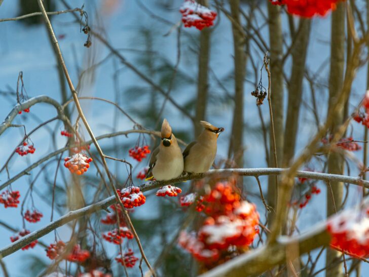 Waxwings in rowan tree