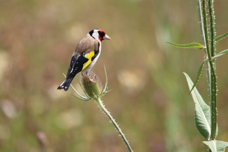 Goldfinch on a teasel