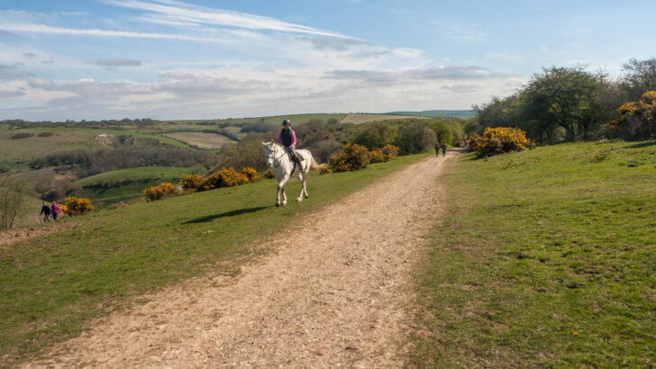 Woman on horseback, horse riding in South Downs National Park, Sussex, England., on a warm afternoon in summer