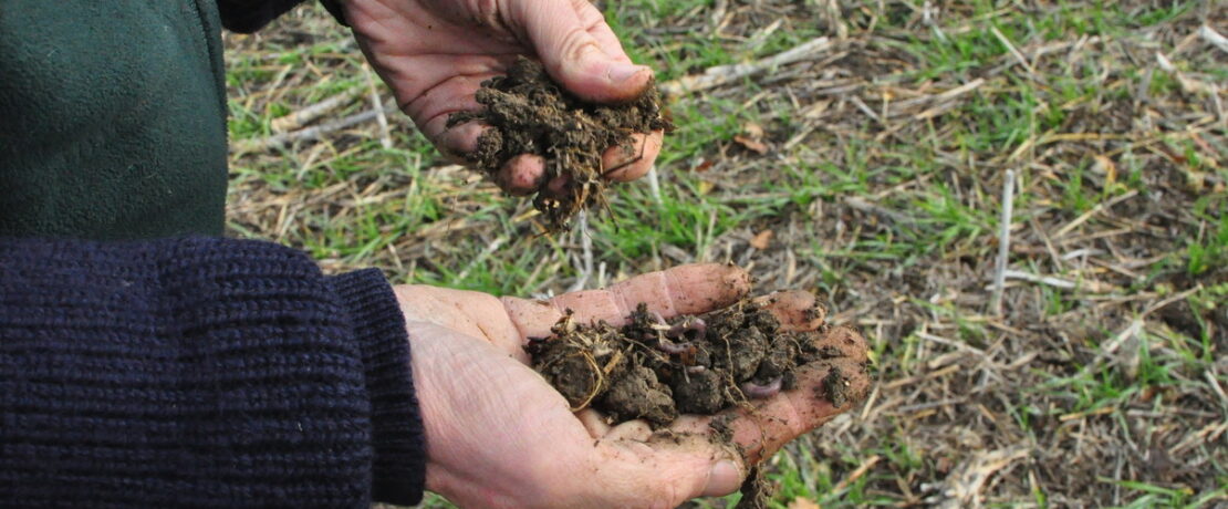 Hands holding soil