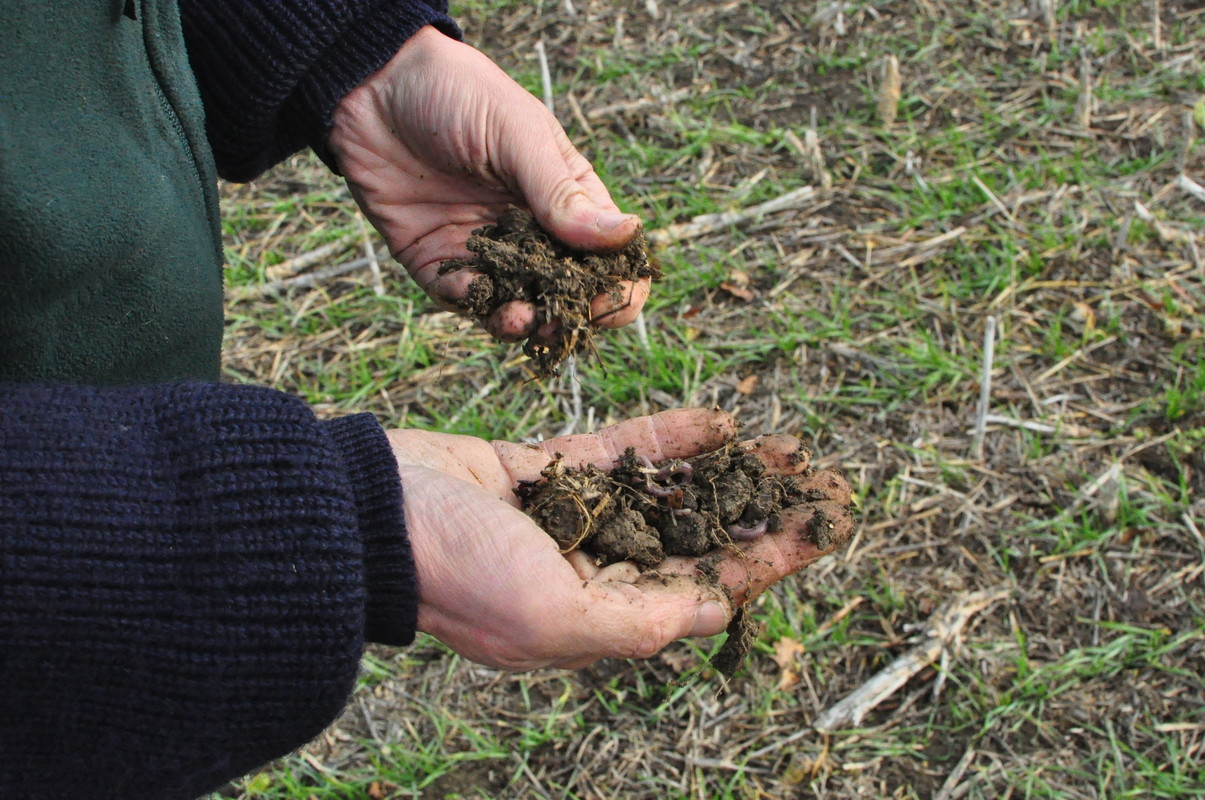 Hands holding soil