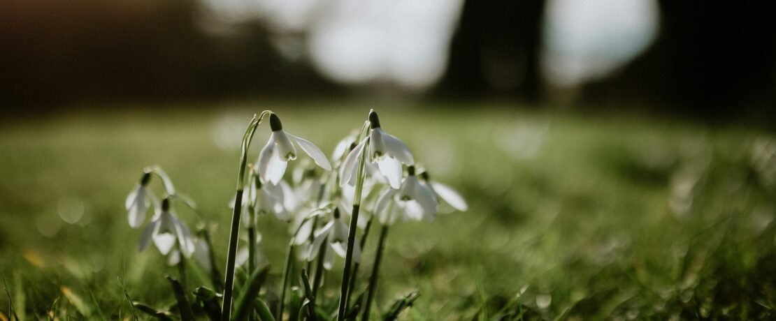 A close up of snowdrops in the woods