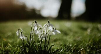 A close up of snowdrops in the woods