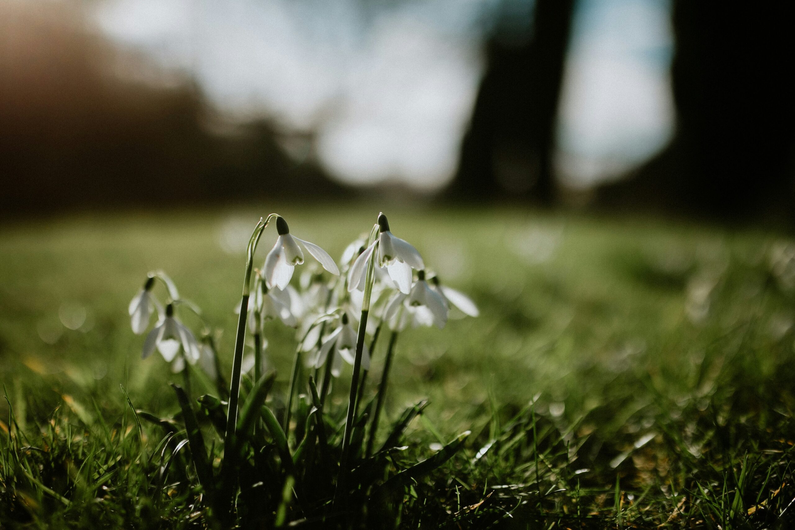 A close up of snowdrops in the woods