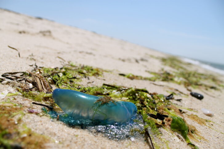 Portuguese man o' war on the coast