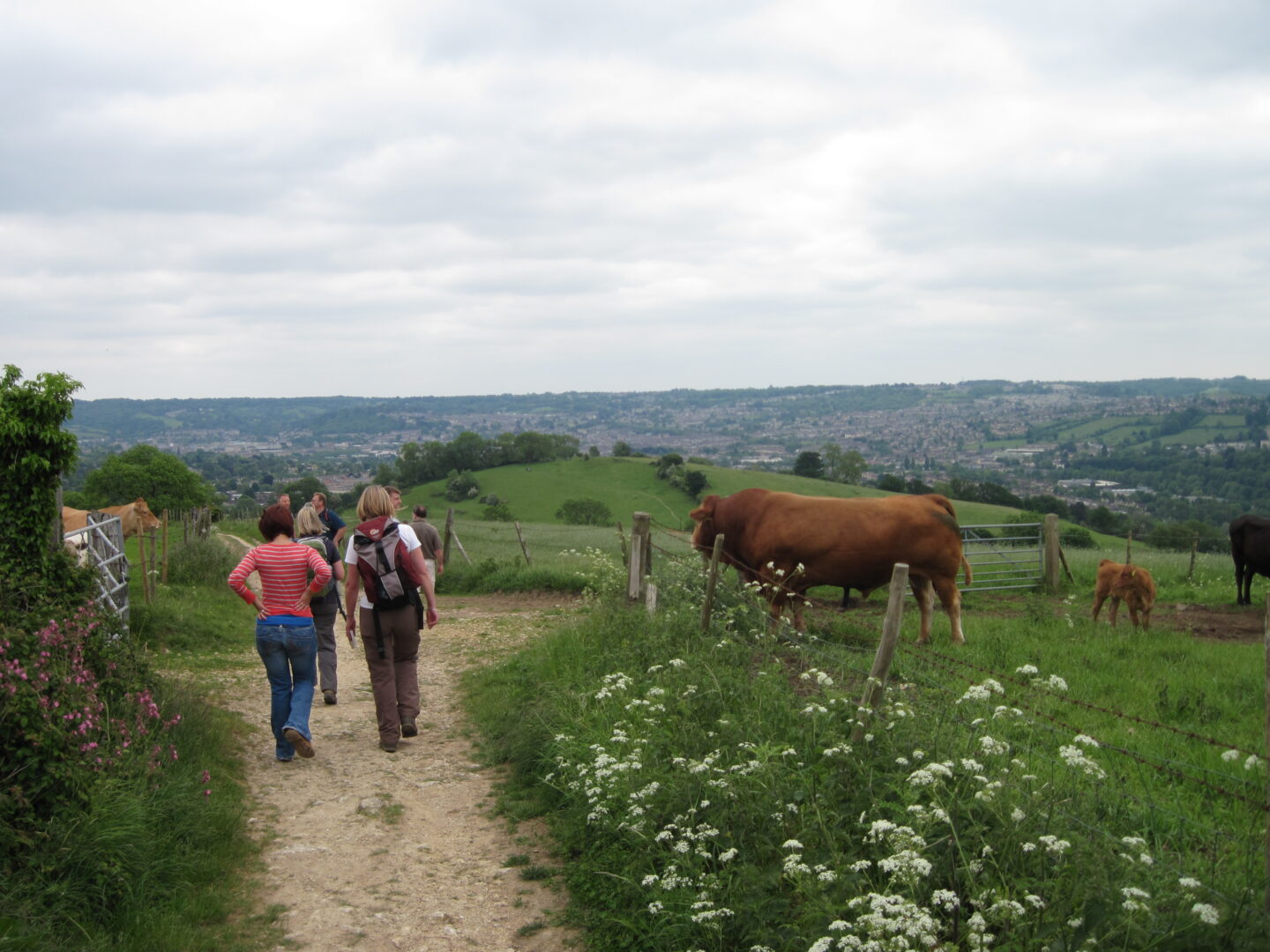 Walkers pass field of cows