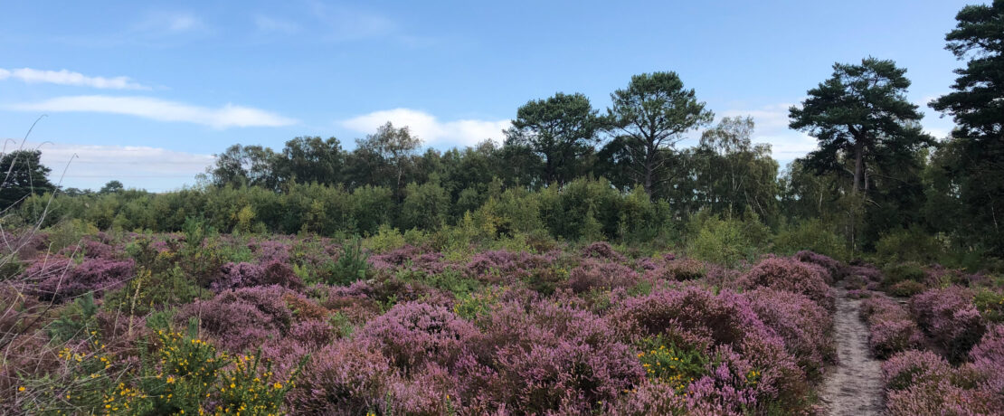 Upton Heath, Green Belt land in Dorset